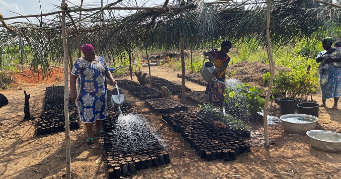 婦女們在給樹苗澆水。