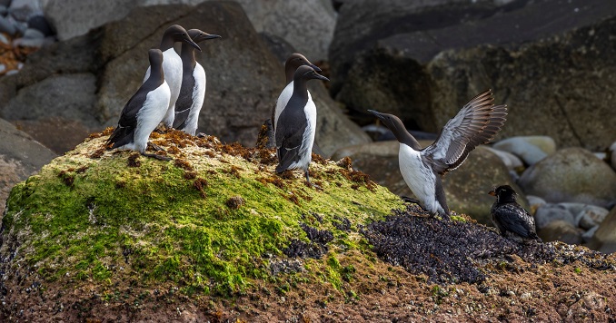 Common Murre birds perched on a rocky embankment by the ocean