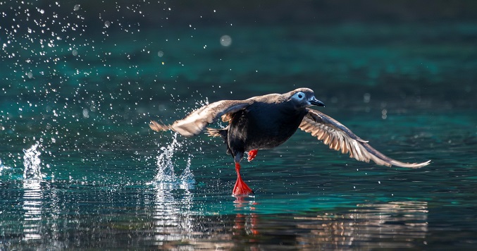 A photo of a Spectacled Guillemot gliding along the surface of the ocean taken by Mr. Terasawa