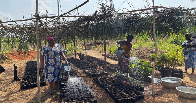 Women watering seedlings outside