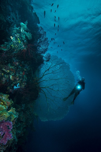 A scuba diver swims along a coral reef