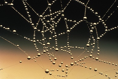A spider web covered in glistening beads of water droplets