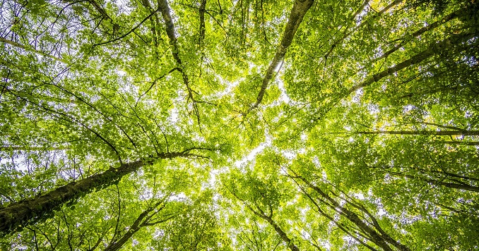 View of tree canopy from the ground