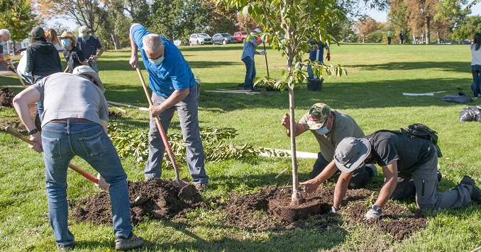 Gente cavando y plantando árboles