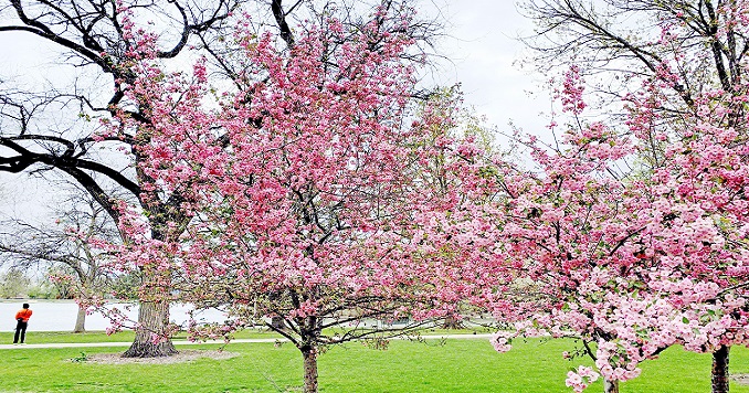 Cherry trees bloom in a park