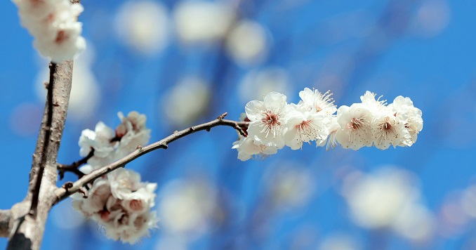 Primer plano de flores de cerezo